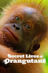 Secret Lives of Orangutans ชีวิตลับอุรังอุตัง ซับไทย