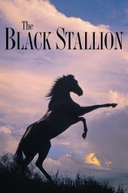 The Black Stallion อาชาเพื่อนยาก ซับไทย